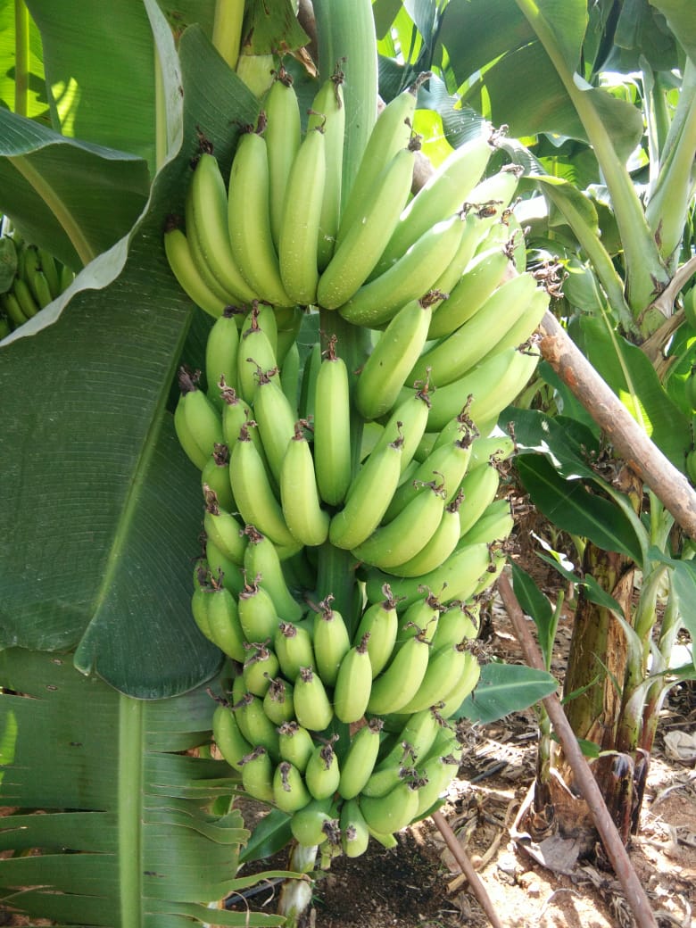 Foto de platanos - frutas en un arbol